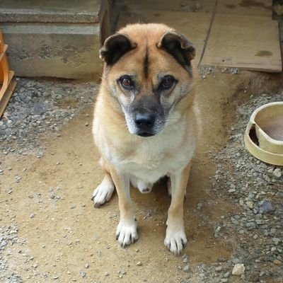 犬もも🚑️🐏さんのプロフィール画像