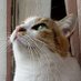 プーアル (@shanghaineko) Twitter profile photo プーアル (@shanghaineko) Twitter profile photo