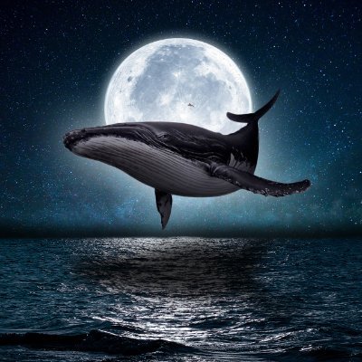 whale_follow Profile Picture