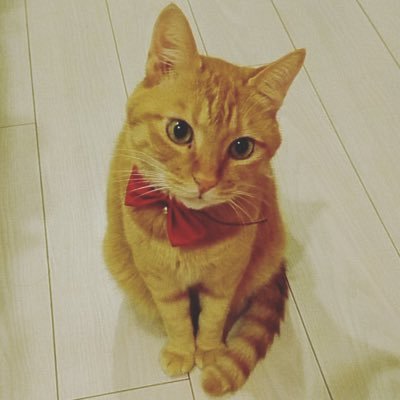 飼い猫歴x年→ストリート歴1年→飼い猫歴10年。前代未聞の人懐っこさ、にゃんたん