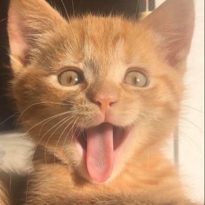 paupau39682958's profile picture. ✨