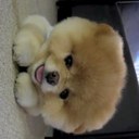 Kayla Strobel - @iLoVeMyLoOsErS - Twitter