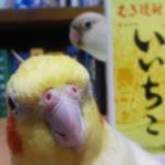 いいちこインコの飼い主@花沢りん吉 (@iichiko_hana) 's Twitter Profile Photo いいちこインコの飼い主@花沢りん吉 (@iichiko_hana) 's Twitter Profile Photo