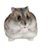 うさぎのアイコン