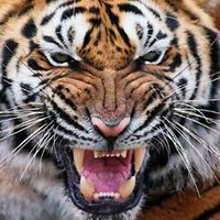 Tigerchen (@kallenbachtiger) Twitter profile photo