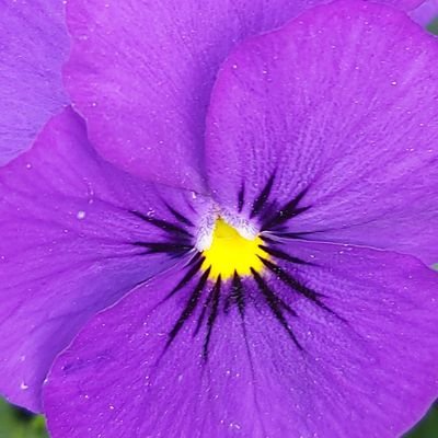 Evieさんのプロフィール画像