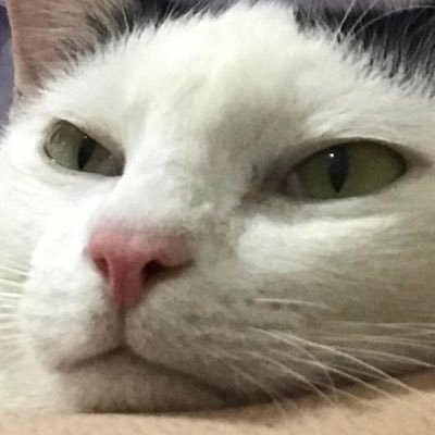P.pewpewさんのプロフィール画像