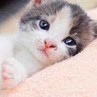 humliK (@humlikval) 's Twitter Profile