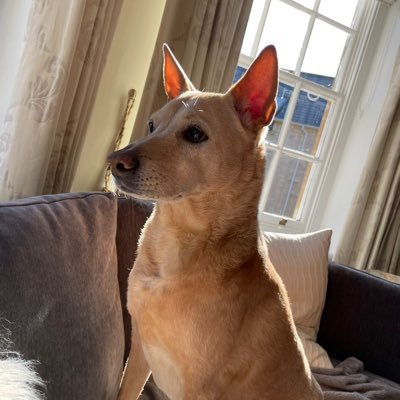 stevet2014's profile picture. tech start up advisor and crypto enthusiast.