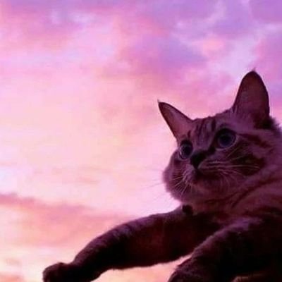 Nekote_chan's profile picture. 