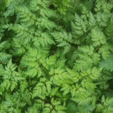 Fizzyade2's profile picture. I'm new and don't really do Twitter, I don't care or like the culture of this website, but things and people I like are on here. I just farted