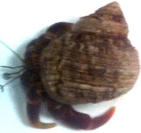 IzzytheIFMAcrab's profile picture. Hi, I'm Izzy the IFMA crab. I've joined IFMA as the newest member/mascot to stay updated, educated and connected to Facility Management issues.