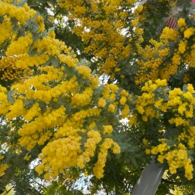 Toai_9th's profile picture. 取引メイン。実績30↑ 確実で安心できるお取引が難しいと感じた場合お断りする可能性があります。