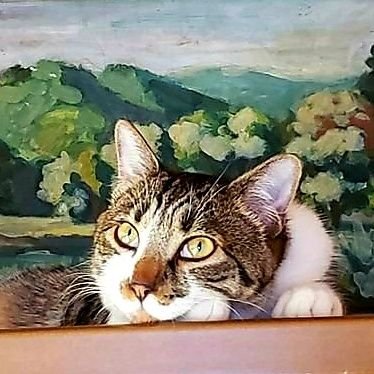 huyutuge_kuina's profile picture. イエネコ　　
🧩🏢、🐣卓中心/成人済/配信の感想、バレや同人妄想、あと猫の写真/RT多いです/無言フォロー失礼します