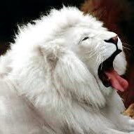 MatrateArgo's profile picture. 🇮🇹🇷🇺🇨🇺🇹🇭🇲🇨