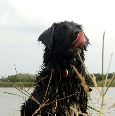 GrimmIvana's profile picture. 