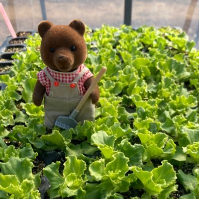 神奈川県厚木市の農家です 野菜と米の種まきから 収穫 栽培記録 出荷 出店情報などつぶやきます。厚木と伊勢原のハーフです 💙 #イセハライチ 出店時はお知らせします★ザクロマニヨンズ甲本ヒロト最高★