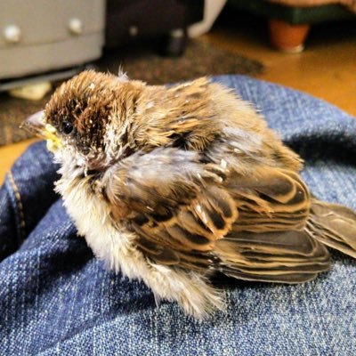 Unbeatable_luck's profile picture. 役者。 お仕事の依頼はDMまでお願い致します。動物(ほぼ鳥)とスタァライトとスタレのRT多めのため非表示推奨。