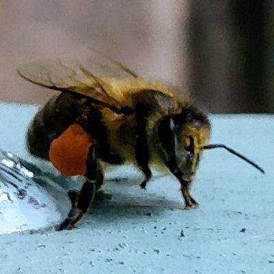 Carmel_J_'s profile picture. Science. Nature. Beekeeping. Evaluation.
