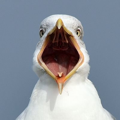 (un)official Seagull of the Cape and Spitter
shoots at Falcon-9s with an M1 Garand
Spitters #1 Aerial Poop Bomber
partner in crime with @LaunchAlligator