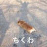chikuwa_robo's profile picture. ものを作ったり作らなかったり
RoboCupSSL ibis