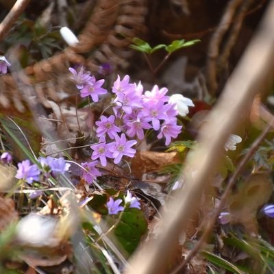 佐渡島の自然をテーマに《山野草・山・海・佐渡の成り立ち》等々(ポスト中)
一人でも多くの皆様方が自然「ジオパーク」に対し魅力を感じて頂ければと思います
佐渡には身近に自然がいっぱい、自然は人の心を癒してくれます。
自然を大切に、自然を守ろう❗「佐渡島自然探求会」「佐渡ジオパークガイド協会会員」