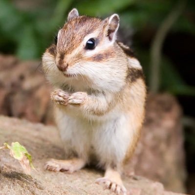 risu_minecraft's profile picture. #LynxCraft #山猫創世記 @risu_tech