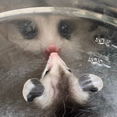 canieaturpickle's profile picture. welcome to the shit show, find a comfortable seat