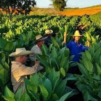 La Empresa de Acopio y Beneficio del tabaco en La Palma se dedica al cultivo, beneficio y comercialización de la hoja...