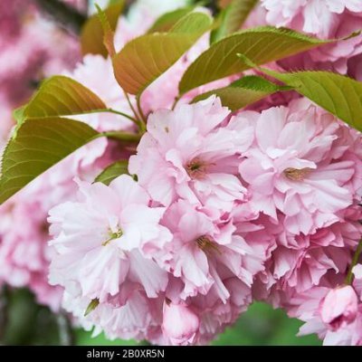 日本人は、花が美しくなるためには、それを栽培しなければならないと言います。
