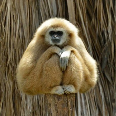 Daily Gibbon Facts, Photos and Videos from around the World | Check link tree to donate to Gibbons ⬇️