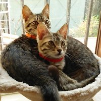 emano（えまの） (@emanonara) 's Twitter Profile Photo