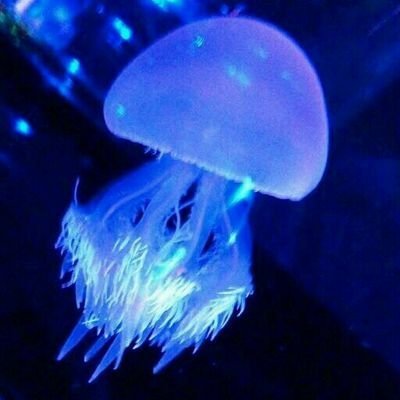 くらげさんのプロフィール画像