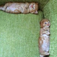 Vasta (@current2182) 's Twitter Profile