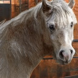 Horse-wrangler, amateur farrier,  & extracirricular agriculturalist