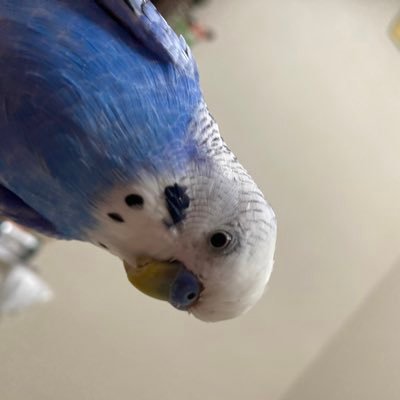 Laachan's profile picture. 💖Sorrows💖👑🐃🐃🐂🐃🎸🎹💖TWILIGHT!!!💖戦争した祖父の孫です、過去の戦争時代の話きいて育ちました🪷好きな言葉🙏諸行無常🙏温故知新🙏敵作らず🙏🪷