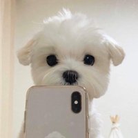 세나(@entp_puppy) 's Twitter Profile Photo