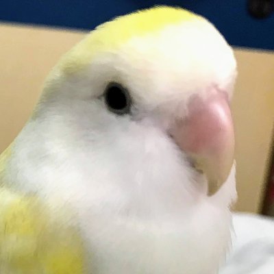 2017年11月29日生まれのコザクラインコ白銀（しろがね）@WFオーストラリアンシナモンバイオレットお迎えしました。先住のちぃ＠コザ(2015/09生)、花緑＠オキナ(2018/04生)、青音＠オキナ(2021/04生)たちと右往左往しながらインコライフ送っています。TLをインコでいっぱいにしたい♪