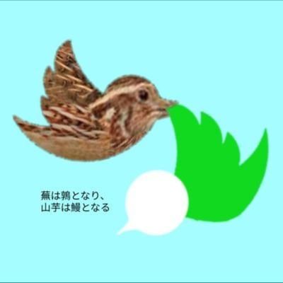 鶉になったカブ