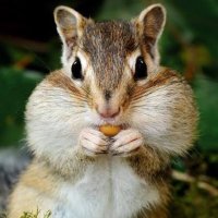 りすのヘッドバンドになりたい女(hana) (@hana_201_) 's Twitter Profile Photo