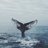 cupnarwhal's profile image