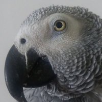 Paul Kaufmann (@pgrumpman1) 's Twitter Profile