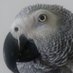 Paul Kaufmann (@pgrumpman1) Twitter profile photo Paul Kaufmann (@pgrumpman1) Twitter profile photo