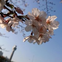 成宮櫻子 (@sakurachil_a) 's Twitter Profile