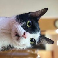 奶葛 (@nyger_jogowwei) 's Twitter Profile