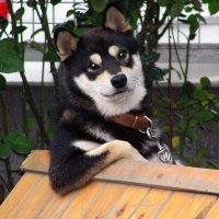 犬公望 (@m9o7n7o1) 's Twitter Profile