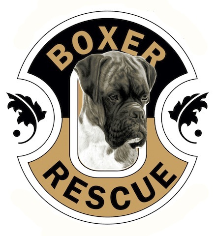 louisiana rescue boxer rescue la boxerrescuela louisiana rescue boxer rescue la boxerrescuela