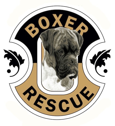 Boxer Rescue LA, a 501(c)3 non-profit, is funded by donations, driven by volunteers and committed to helping Boxers in need find loving homes since 1977.