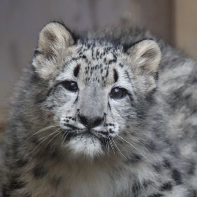 しろくまのプロフィール写真