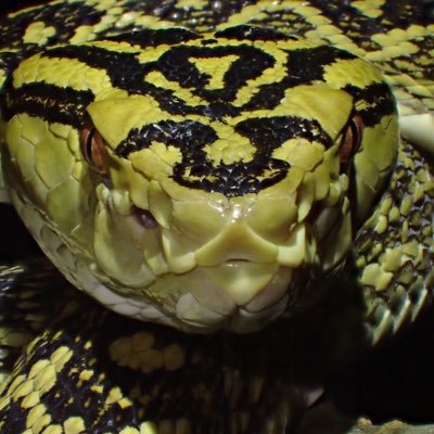 ただの生き物・旅行好き／広く浅〜く／飼育をそこそこ／フィールドも時々／趣味の範囲でゆるりとやってる／気軽に絡んでください！ ／動物取扱業登録済／業アカ→@Artifact_UG／※アカデミックな人でもショップ店員でもないです／無断転載不可 ※事前に一声かけていただければok